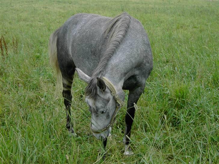 Anden særlig race Cassiopeia **RIP** - NYT billede 14