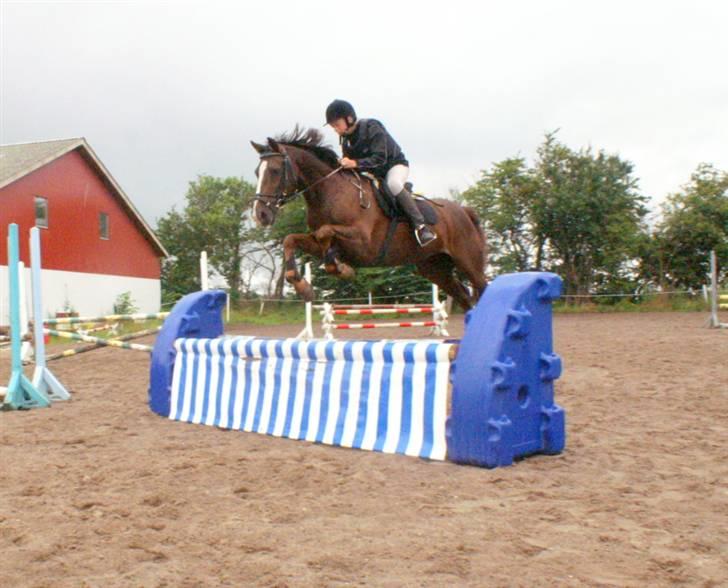 New Forest  carlo    SOLGT  - den er meget farlig  (DETTE BILLEDE MÅ IKKE KOPIRES) 07 billede 3