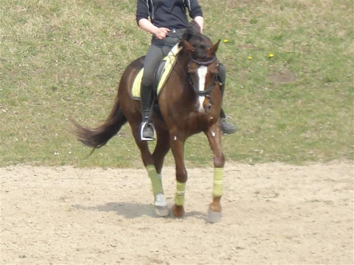 New Forest  carlo    SOLGT  -  (DETTE BILLEDE MÅ IKKE KOPIRES) billede 4