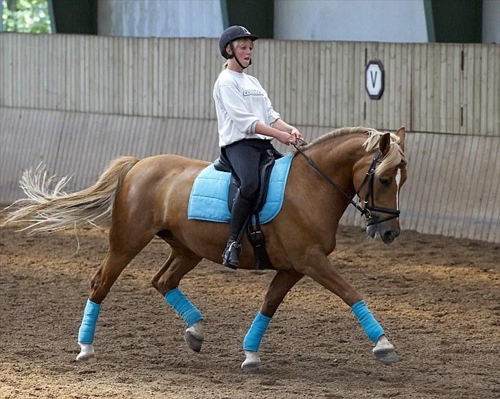 Anden særlig race Liane 154 * *Himmelhest** - Lidt trav!  billede 13