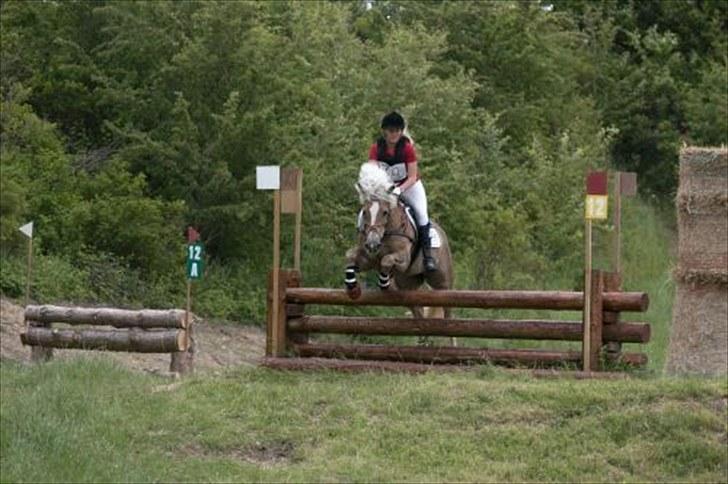 Haflinger Reja - Reja Skårup Overgård 2010 billede 4