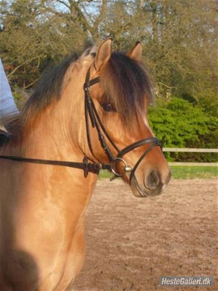 Anden særlig race Tarzan  - Hej velkommen til lille Tarzan´s profil x)  billede 1