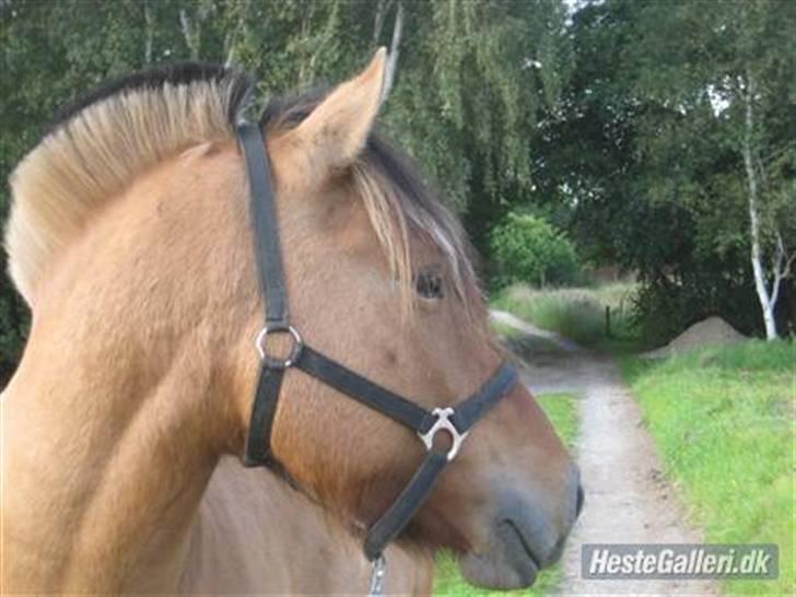 Anden særlig race Tarzan  billede 2