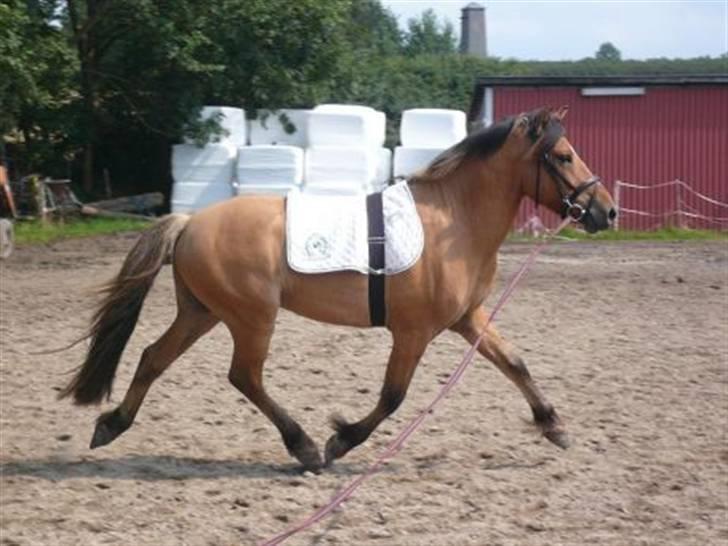 Anden særlig race Tarzan  - han kan trave xD  billede 3