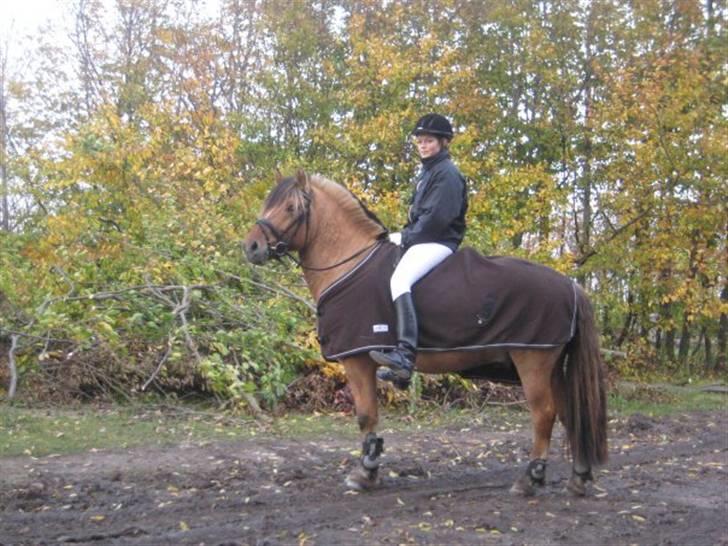 Anden særlig race Tarzan  - efter spring stævne billede 4