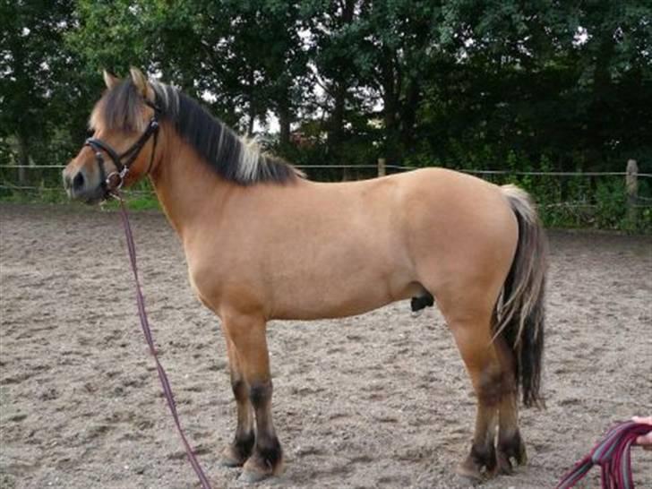 Anden særlig race Tarzan  - uhhha hva tarzan?  billede 5