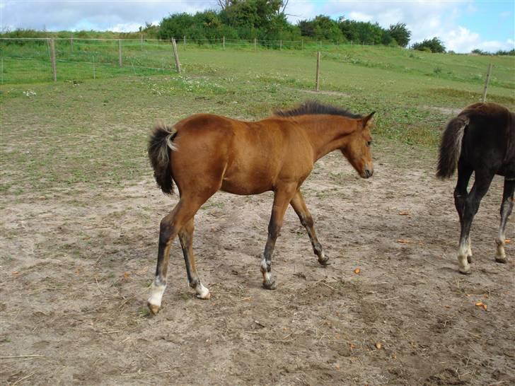 Anden særlig race Selina  - solgt - - selinas hoppe føl, født i maj 07. her 4 md. gammel billede 10