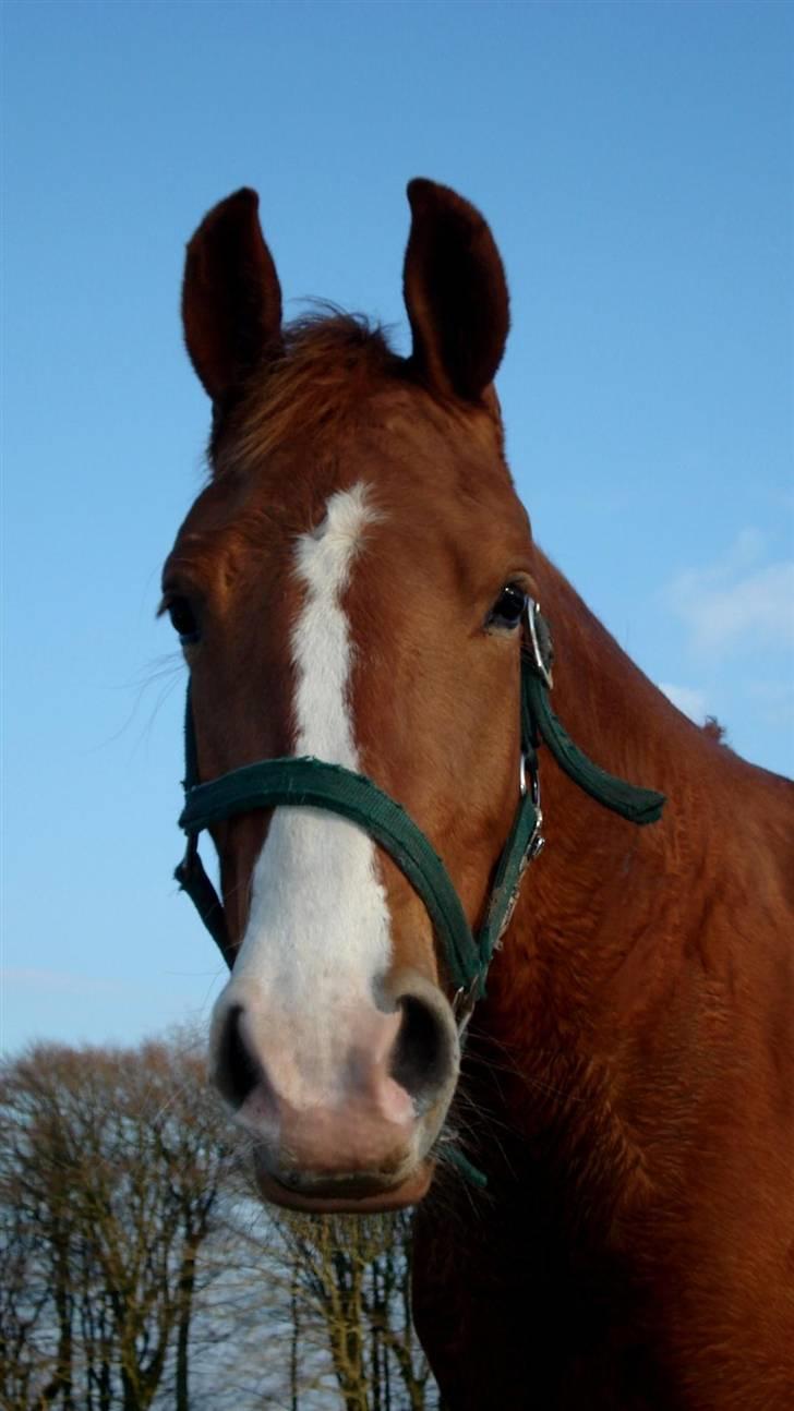 Frederiksborg <3 Melissa <3 - 13-04-08 billede 13