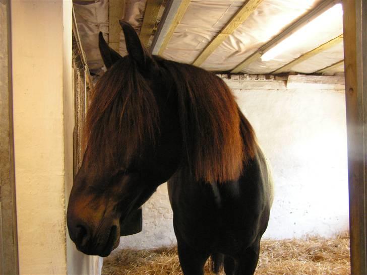 Holstener Ravel (flyttet) - men selvom man er inde kan man godt være nysgerrig efter hvad der foregår udenfor  billede 20