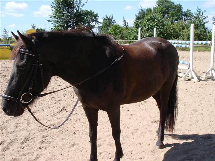 Anden særlig race Shiva <3 - Smukke Shivamus på springbanen til H Y G G E ! <3 billede 5