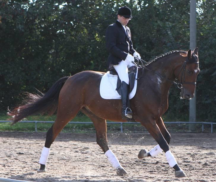 Dansk Varmblod Albani  billede 1