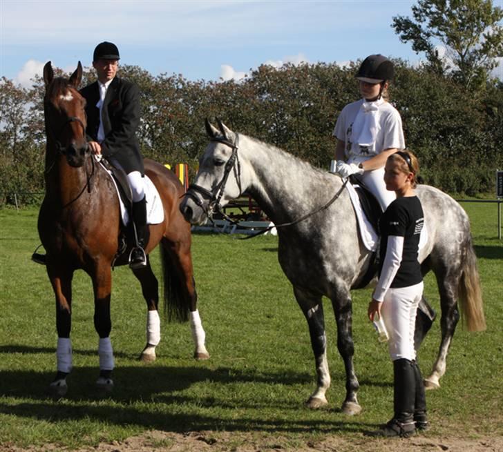 Dansk Varmblod Albani  billede 2