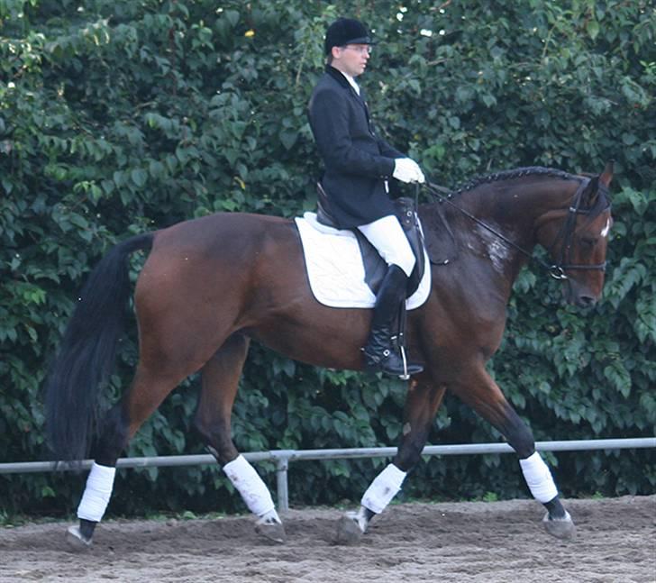 Dansk Varmblod Albani  billede 3