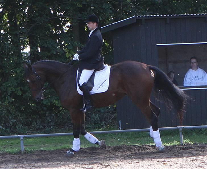 Dansk Varmblod Albani  billede 4