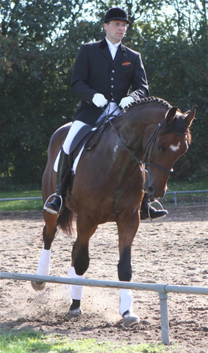 Dansk Varmblod Albani  billede 5