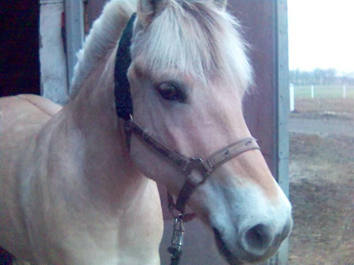 Fjordhest Falica  - Velkommen til smukke Falicas profil. Hmm undskyld nogen af billederne de er taget med mobil. Billederne er meget ens men ka ikke tage flere nye da hun desværre er draget bort. Hmm håber at billederne fortæller lidt om hvilken dejlig pony hun var! billede 1
