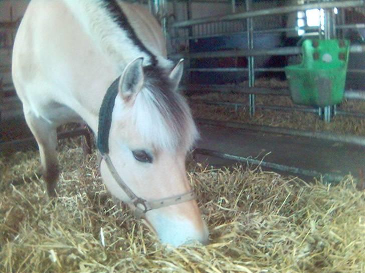 Fjordhest Falica  - Inde i den dejlig varme boks. med friskt Halm (; Elsker at se hende spise det er så hyggeligt billede 2