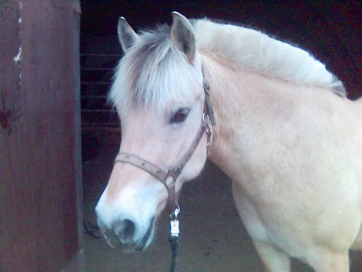 Fjordhest Falica  - Den smukke fjolle´bolle <3 billede 3