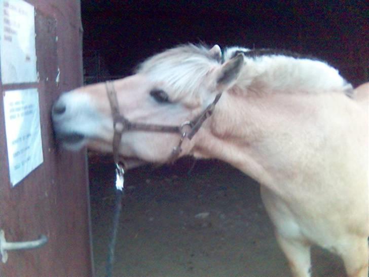Fjordhest Falica  - Mmmm Døren samger bestemt godt . Utrolig kær ikke? billede 4