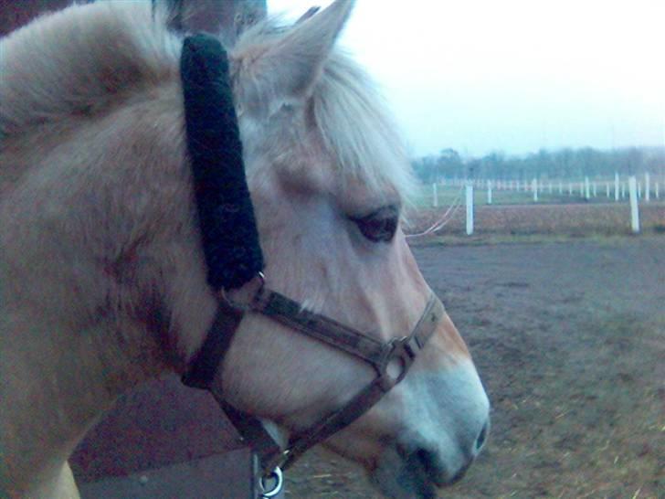 Fjordhest Falica  - Den fine pony står og skuer ud over gårdspladsen (; billede 5