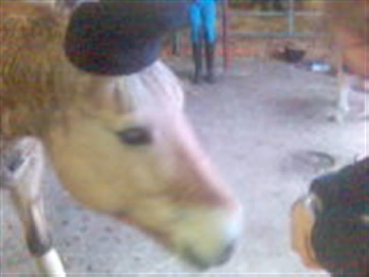 Fjordhest Falica  - Det var en klod dag så Fali lånte min store hat. (undskyld størrelsen) billede 6