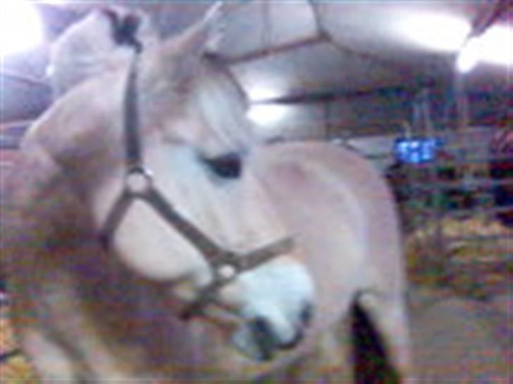 Fjordhest Falica  - Uhh nu kommer der nogen? Feli står på Staldgangen og bliver forkældet. (undskyld størrelsen) billede 7