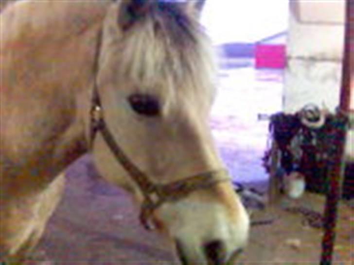 Fjordhest Falica  - Fali lige inden en rideundervisning. Fåes de smukkere? (undskyld størrelsen,) billede 8