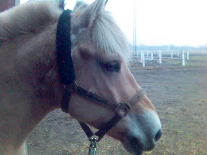 Fjordhest Falica  - Hendes Perfekte lige og smukke profil. billede 9