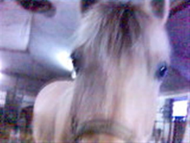 Fjordhest Falica  - (undskyld billed størrelsen) Falica mente lige hun skulle gå tættere på mobilen lige da jeg tog billedet. Men sød er hun sgu ! billede 10