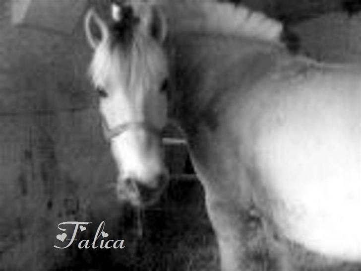 Fjordhest Falica  - Orj? Er du der Stine? og hvad er det du har i hånden? GULERØDDER? Jeg elsker dig! billede 11