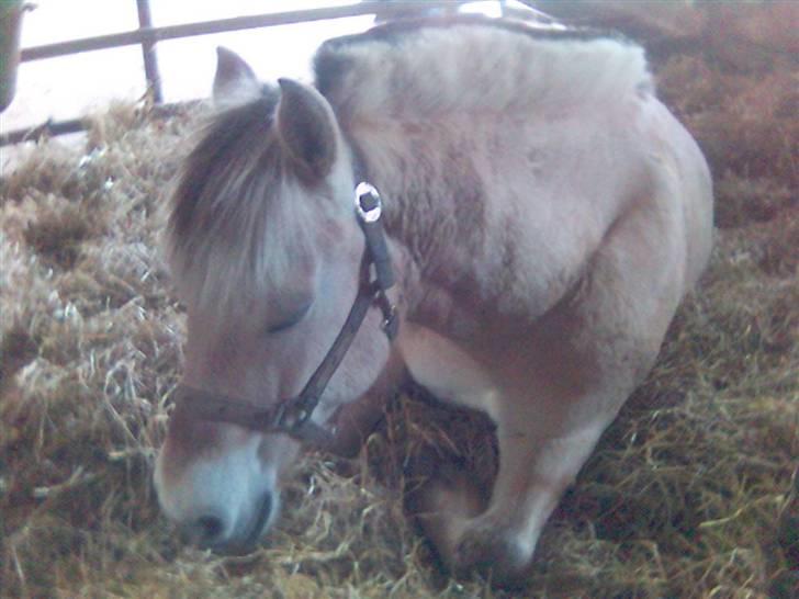 Fjordhest Falica  - Så blev tøsen træt. Og måtte sove <3 billede 12