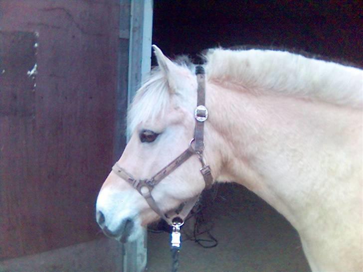 Fjordhest Falica  - Den vidunderlige :b billede 13