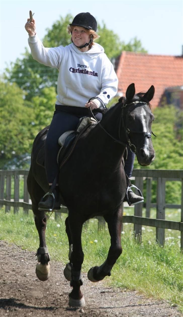 Anden særlig race Po8ny Girl - Po8ny ser glad ud. Foto:Kim Bahnsen billede 3