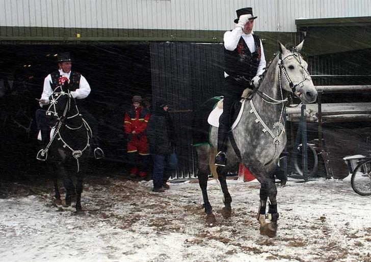 Dansk Varmblod Holmeriks casandro - Preben med fint tøj på, i snestorm. Foto:Kim Bahnsen billede 8