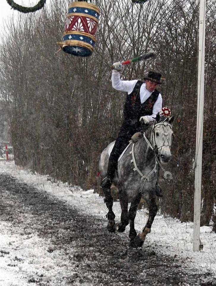 Dansk Varmblod Holmeriks casandro - Yihaa. Foto:Kim Bahnsen billede 9