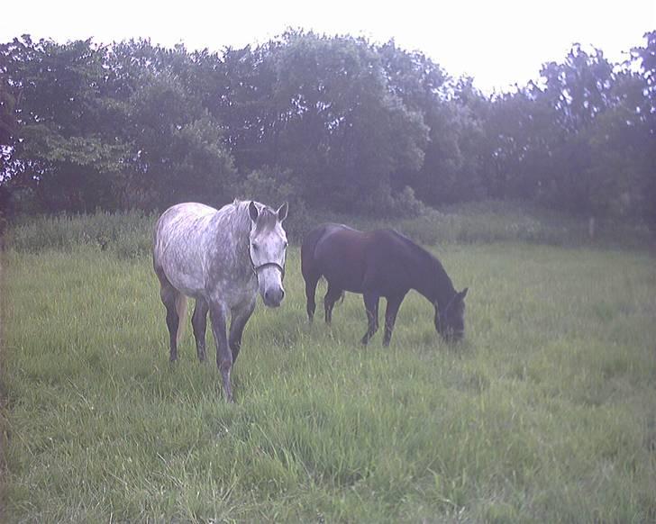 Dansk Varmblod Holmeriks casandro - Preben og Po8ny på fold en sommerdag. Foto:Ditte billede 10