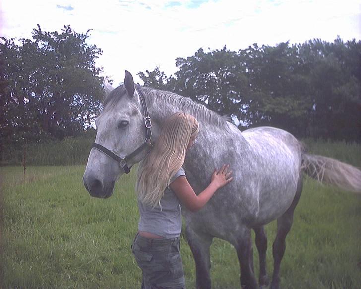 Dansk Varmblod Holmeriks casandro - Preben med Christina. Foto:Ditte billede 11