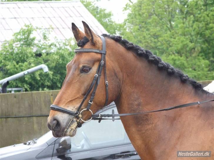 Anden særlig race Patrick  - Velkommen til min dejlige hest´s profil :o)  billede 1