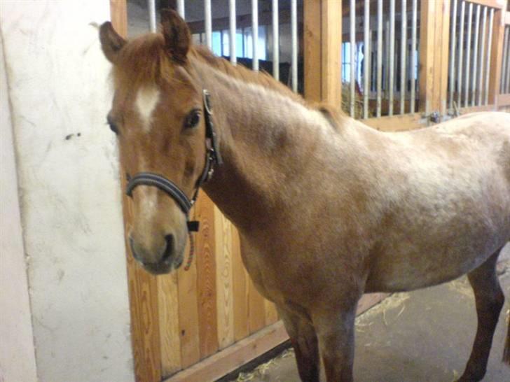Welsh Pony (sec B) Bella - Lige da jeg havde fået hende tilbage - 21 år gammel billede 5