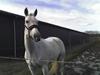 Trakehner Galico R.I.P Himmelhest