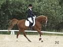 Hollandsk Sportspony Niksnut - (solgt)
