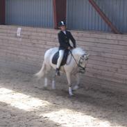 Welsh Pony af Cob-type (sec C) Silvermoon