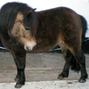 Shetlænder Mosbækmindes Asterix *solgt*