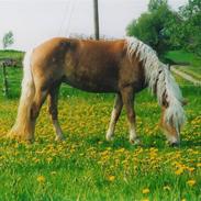 Haflinger Vick-Sabrina Gammelgang