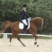 Hollandsk Sportspony Niksnut - (solgt)