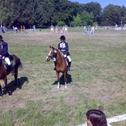 Hollandsk Sportspony Niksnut - (solgt)