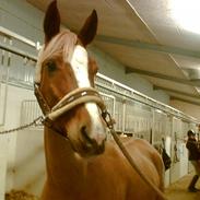 Hollandsk Sportspony Niksnut - (solgt)