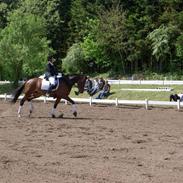 Dansk Varmblod Sensara-Bell