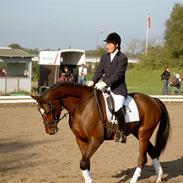 Dansk Varmblod Sensara-Bell