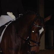 Dansk Varmblod Sensara-Bell